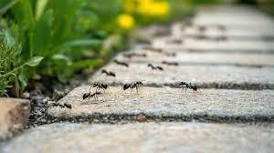 How to Get Rid of Ants in the House Naturally (Safe & Effective Methods)